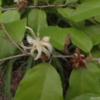 Pterospermum suberifolium (L.) Raeusch.